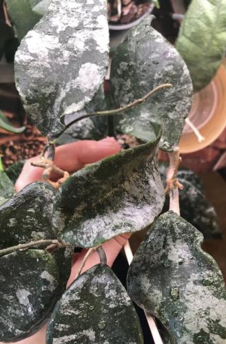 هويا كوداتا فضة - Hoya Codata Silver