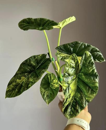 ألوكاسيا سينواتا فرقيتد -alocasia sinuata variegated