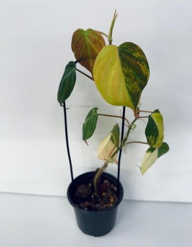 Philodendron Micans Variegated Pink – فيلوديندرون ميكانز فاريغيتد بينك