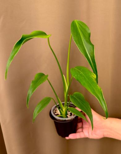 Monstera Burle Marx Flame - مونستيرا بورل ماركس فل...
