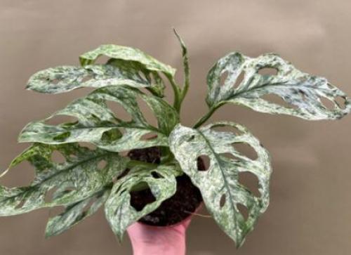 مونستيرا أدونسي ميينت -  Monstera Adansonii Mint