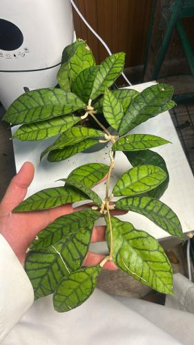 Hoya Callistophylla - هويا كاليستوفيللا
