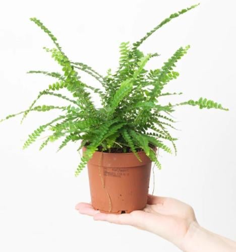 Nephrolepis duffii – نيفروليبس دافي