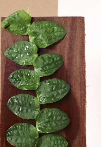 Rhaphidophora korthalsii - رافيدوفورا كورثالسي