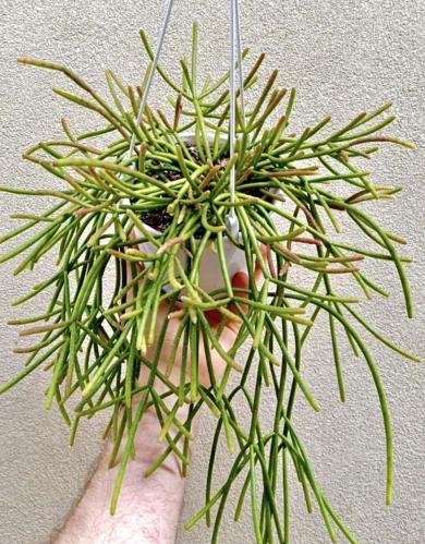 Rhipsalis mauritiana – ريپساليس موريتّيانا