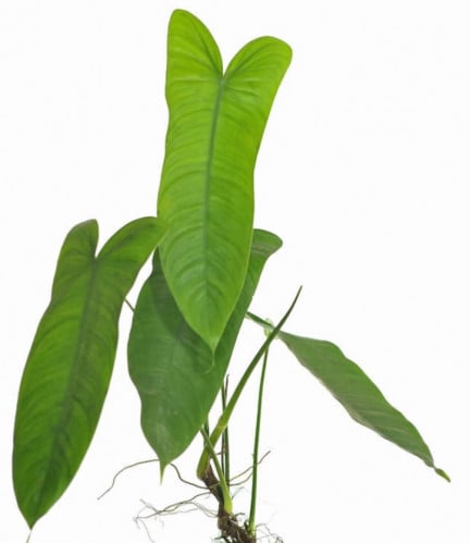 Philodendron Sharoniae - فيلوديندرون شارونيا
