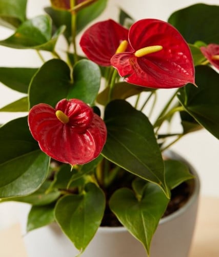 Anthurium Red Edison - أنثوريوم إديسون أحمر