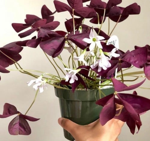 Oxalis Sunny - أوكساليس صني