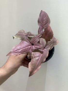syngonium pink perfection - سونقونيوم بينك برفكشن