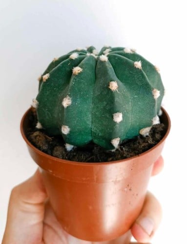 Echinopsis subdenudata - صبار إكينوبسيس سبديتا