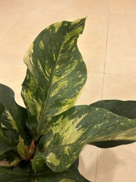 Anthurium Hookeri Variegated – أنثوريوم هوكيري فرقيتد