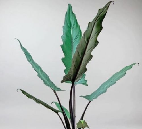 Alocasia Lauterbachiana - ألوكاسيا لوترباتشيانا