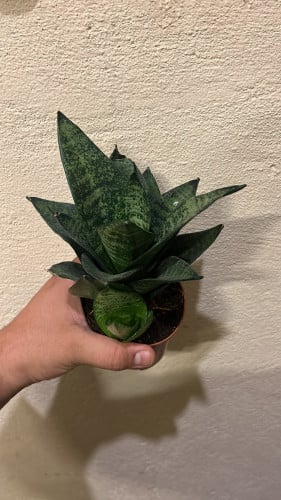 سنسفيريا الهني - Sansevieria Hahnii