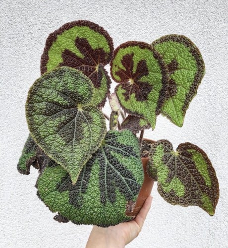 Begonia Masoniana Mountain 'Iron Cross' - بيجونيا ماسونيانا جبل الصليب الحديدي