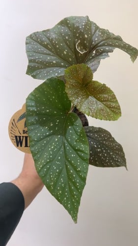 ‎‏Begonia corallina de lucerna - بيجونيا كورالينا دي لوسرنا