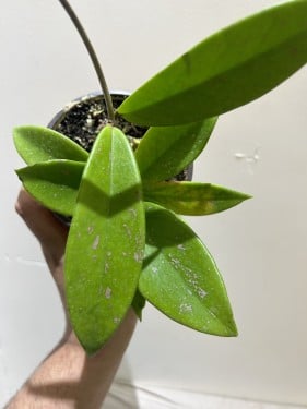 Hoya Pubicalyx Pink Silver - هويا بوبيكاليكس الوردي الفضي