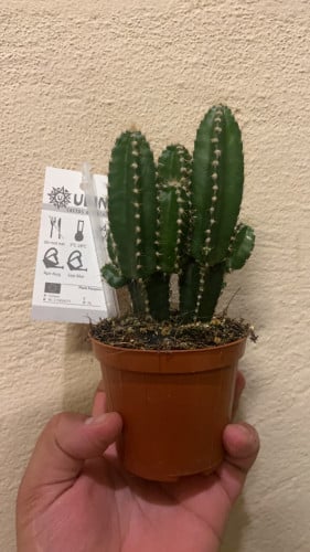 صبار القلعة - Fairy Castle Cactus