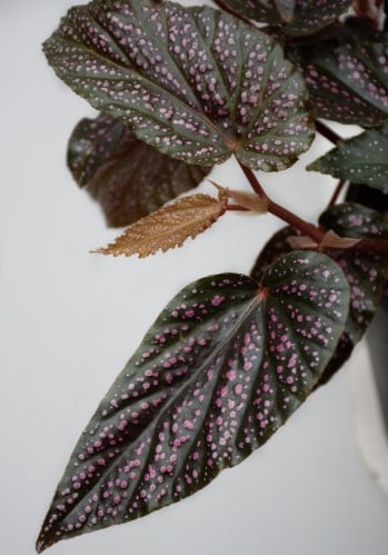 Begonia Maculata Pink Spot - بيجونيا ماكولاتا بينك سبوت
