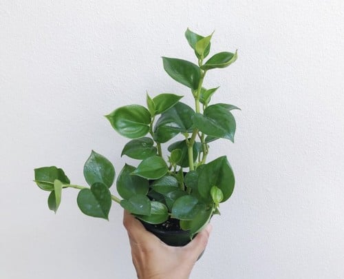 Peperomia scandens Green - بيبيروميا سكاندينز جرين