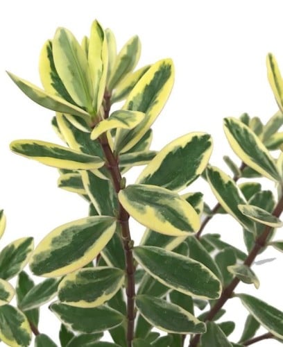 Hebe speciosa Variegata - هيبي سبيسوسا فرقيتد