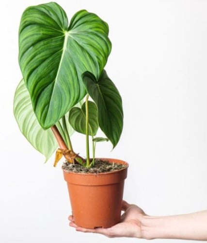 Philodendron McDowell - فيلوديندرون ماكدويل