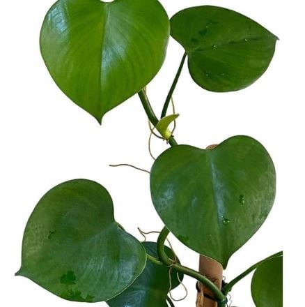 Philodendron Microstictum - فيلوديندرون ميكروستيكتوم