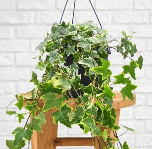 هيديرا تشايلد جولد فرقيتد - Hedera Variegated Gold...