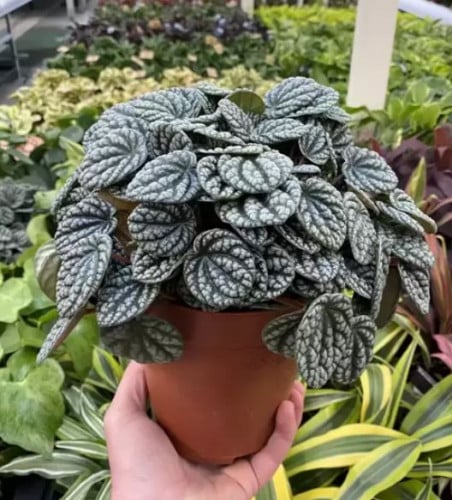 Peperomia Burbella - بيبروميا بوربيلا