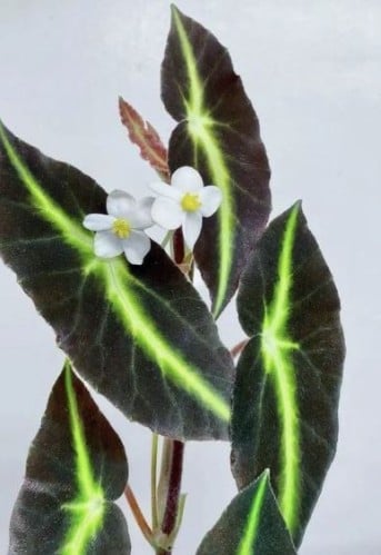 Listed begonia - لوستيد بيقونيا