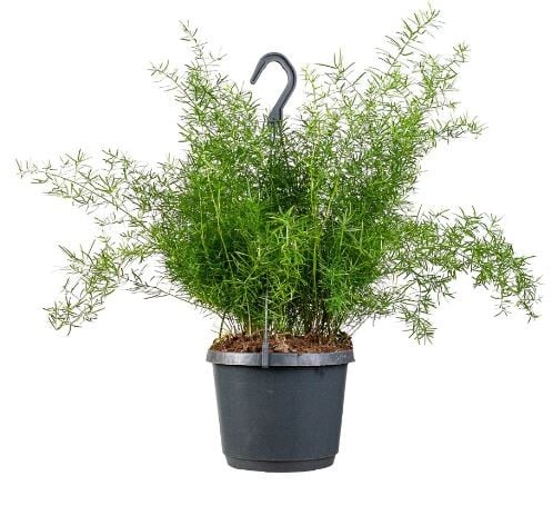 Asparagus Sprengeri - هليون سبرينجيري