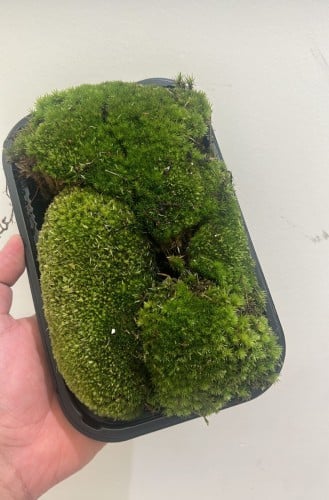 الموس الحي (Moss Carpet) – السجادة الخضراء الطبيعية