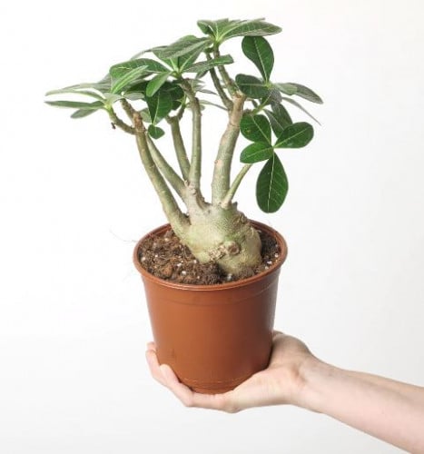 أدينيوم أبسيوم - Adenium obesum