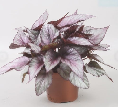 Begonia Maori Haze-بيجونيا ماوري هيز