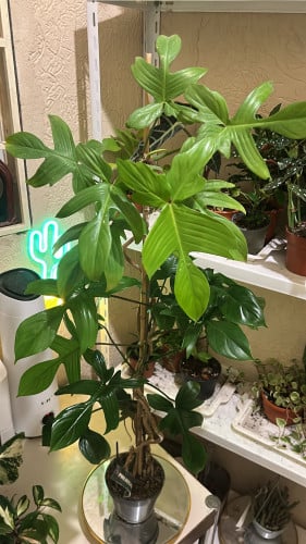 Philodendron pedatum-فيلوديندرون بيداتوم