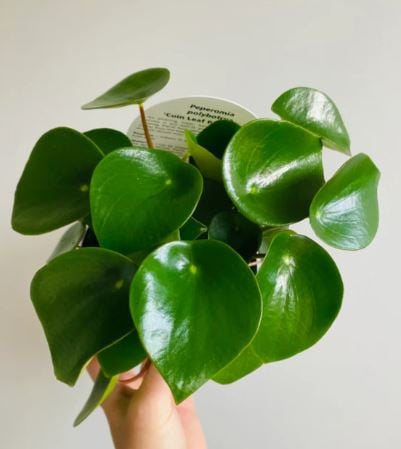 Peperomia Raindrop - بيبيروميا قطرة المطر