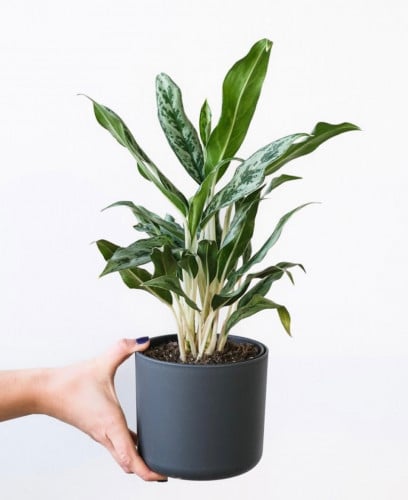 Aglaonema Greyhound - اجلونيما قريهاوند