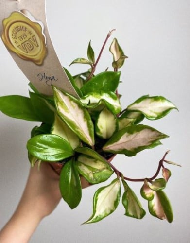 Hoya carnosa Tricolor - هويا كارنوسا ثلاثية الألوا...