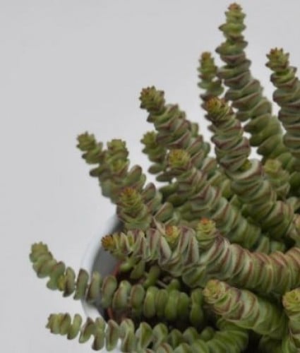 Crassula marnieriana - كراسولا مارنيريانا