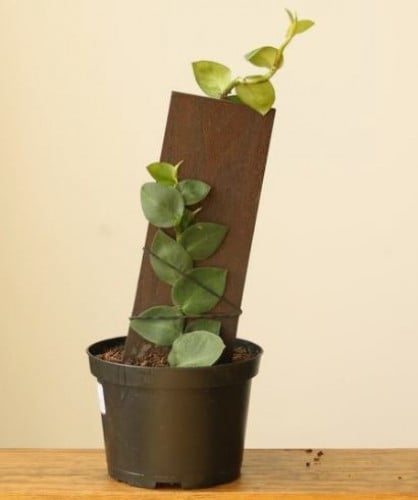 Rhaphidophora hayi - رافيدوفورا هايي