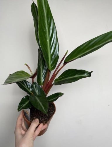 سترومانث سينقونيا سترايب ستار - Stromanthe sanguinea Stripestar