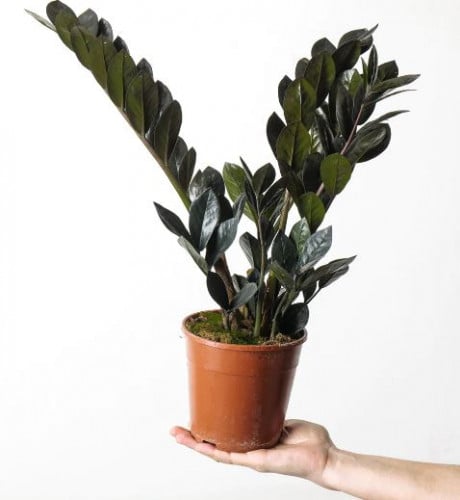 زاميا بلاك ريفن - Zamioculcas zamiifolia raven