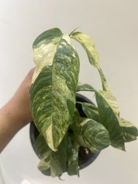 رافيدوفورا فورمنفورا فرقيتد - Rhaphidophora Foraminifera Variegated