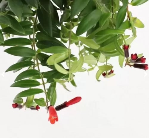 Aeschynanthus pulcher 'Mona Lisa' - إسكينانثوس بولشر مون ليزا