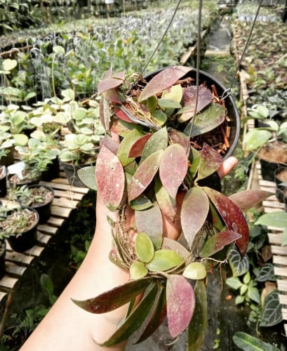 هويا والينيانا - Hoya walliniana