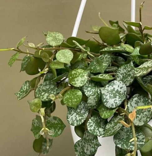 Hoya Curtisii - هويا كورتيسي