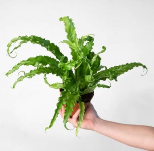 Asplenium Osaka - Japanese Bird's Nest Fern - سرخس عش الطائر الياباني