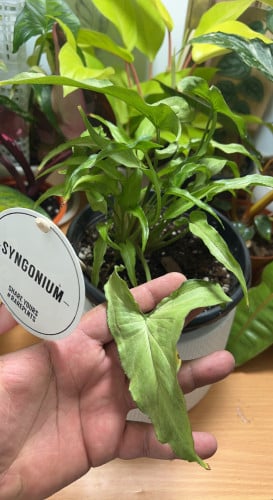 Syngonium Ngern Laime - سينجونيوم نجيرن لايم