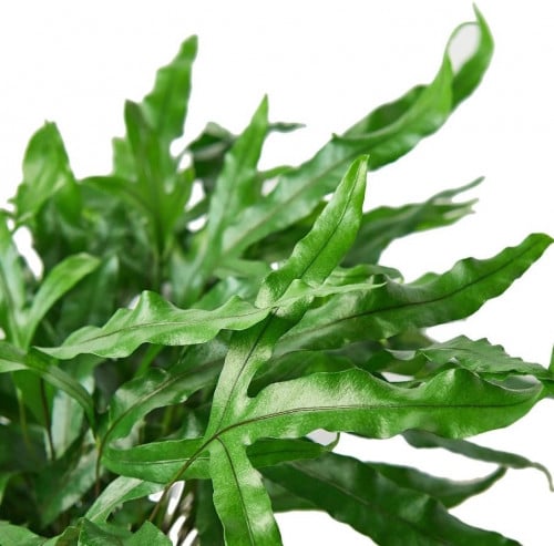 Kangaroo Paw Fern - الكنغر باو فيرن