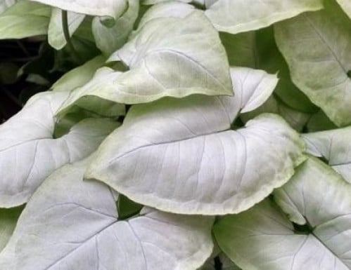 Syngonium Moonshine - سونقونيوم مون شاين