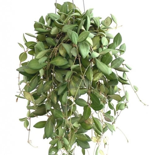 Hoya Bilobata - هويا بيلوباتا